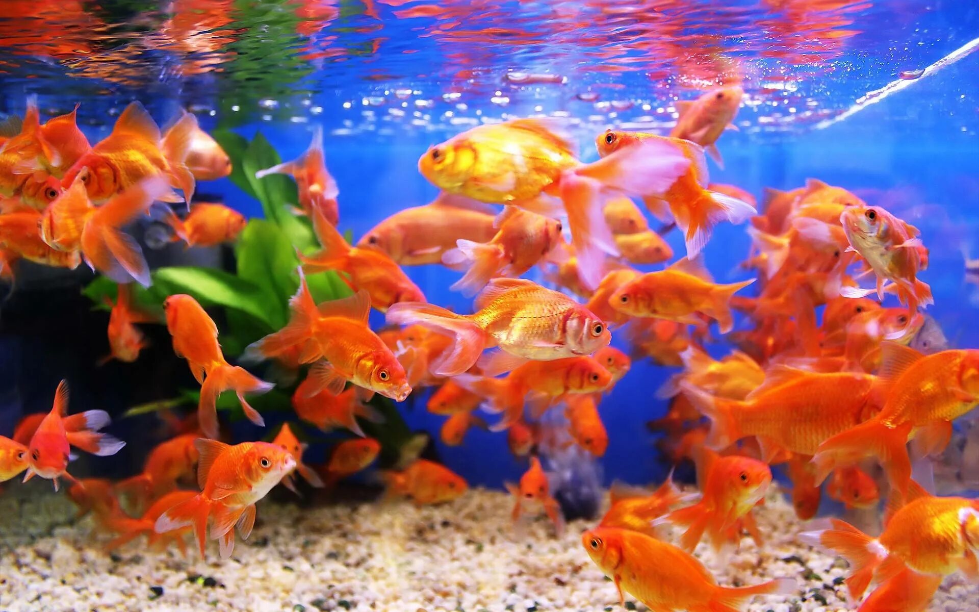Сколько живут рыбки в домашних условиях. Рыбки для аквариума. Золотая рыбка в аквариуме. Стайки рыбок в аквариуме. Домашние рыбки в аквариуме.