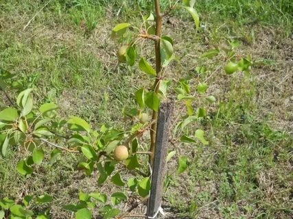 Саженец груша плодовая чижовская