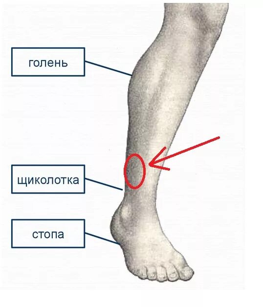 Нога человека щиколотка