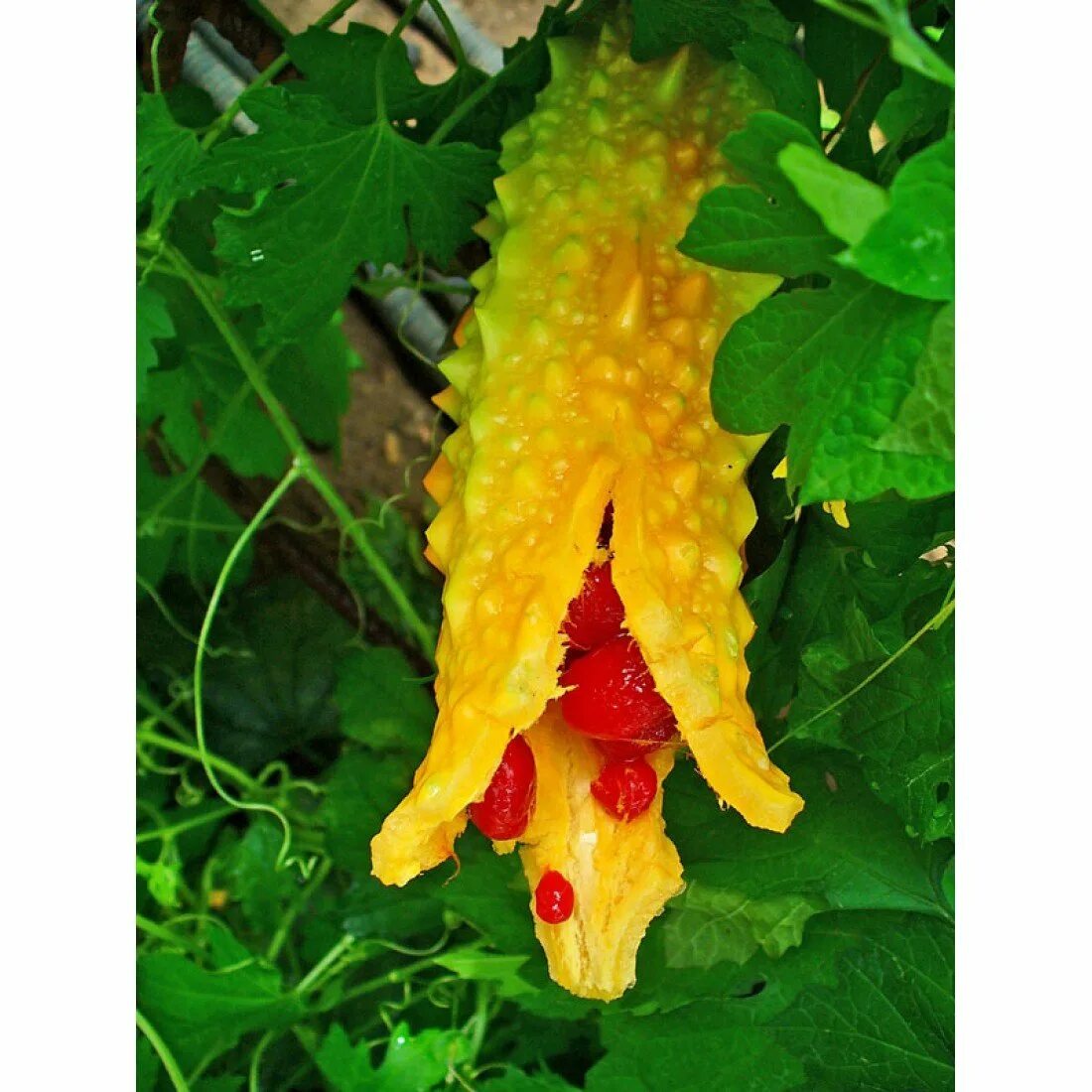 Горькая тыква. Горькая тыква момордика. Горький огурец момордика. Момордика (китайская горькая дыня). Момордика найя.