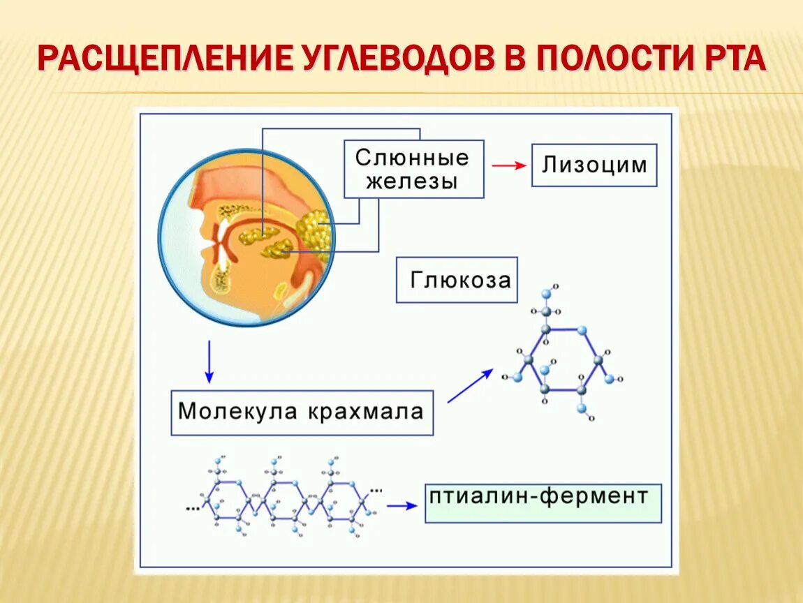 Крахмал начинает расщепляться в ротовой полости. Строение углеводов. Углеводы расщепляются до Глюкозы. Расщепление углеводов начинается в.