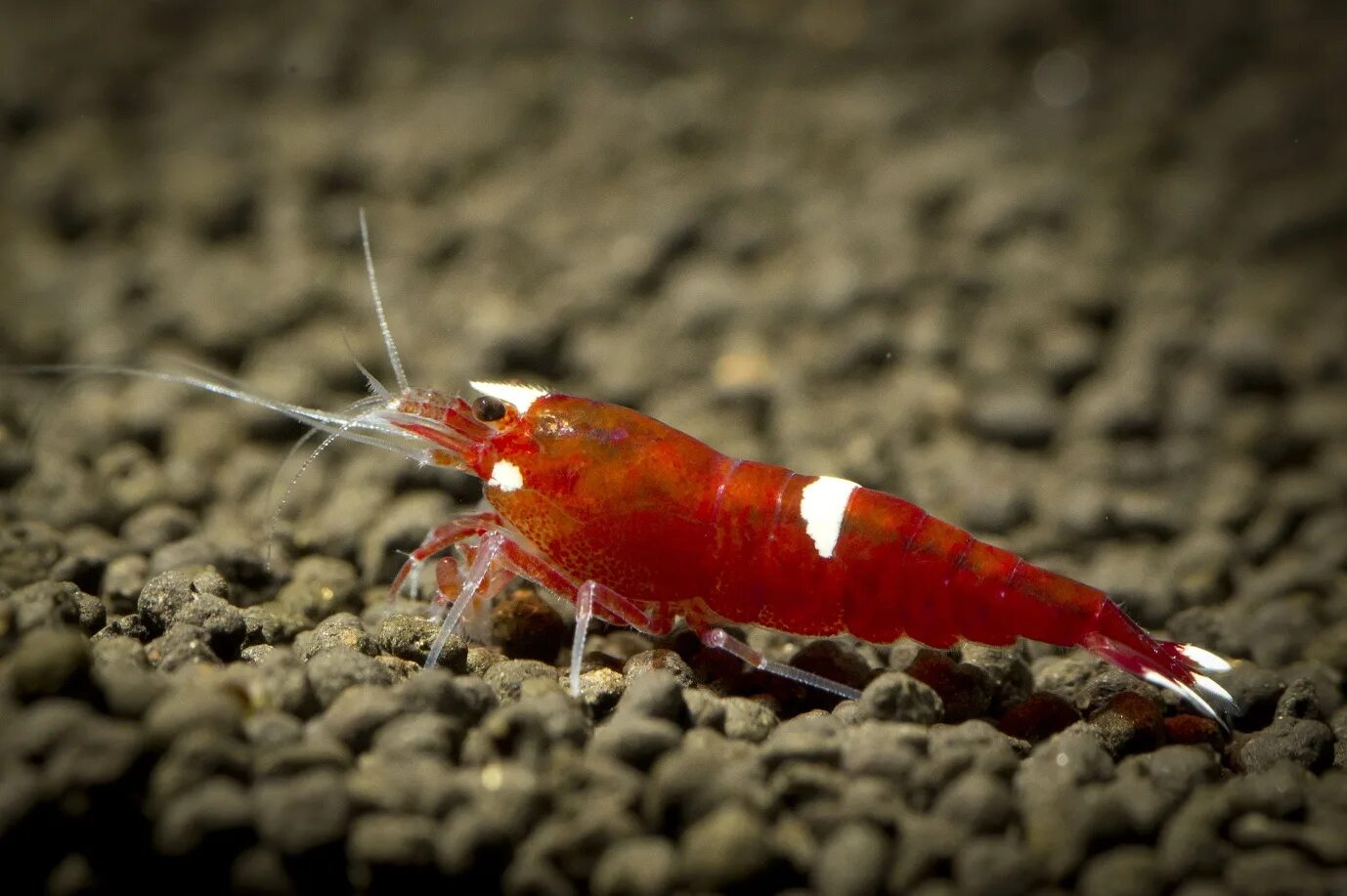 Лапки креветки. Креветка Caridina parvula. Caridina cantonensis. Caridina Red Ruby. Red Ruby креветки.