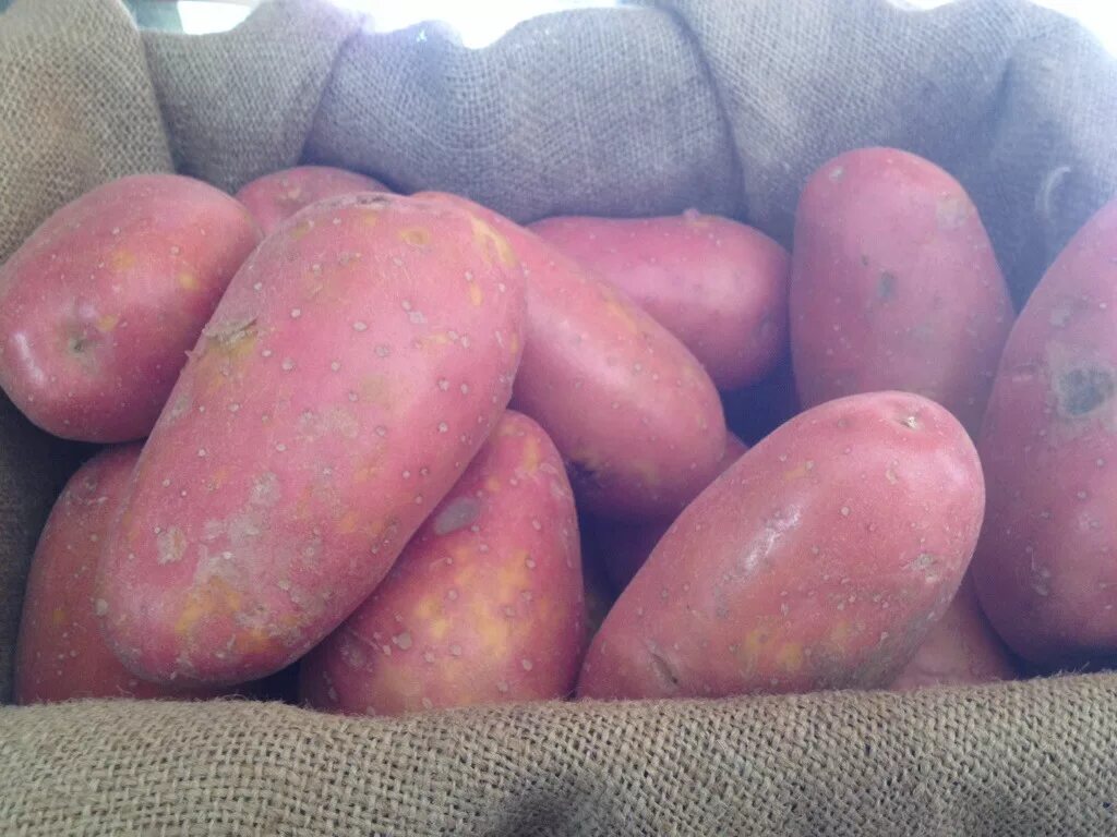 Annex with excellent varieties of seed potatoes https://vk.com/album-139479474_2