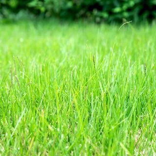 Touch grass