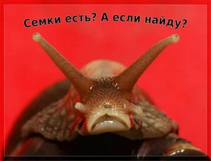 Зубы улитки
