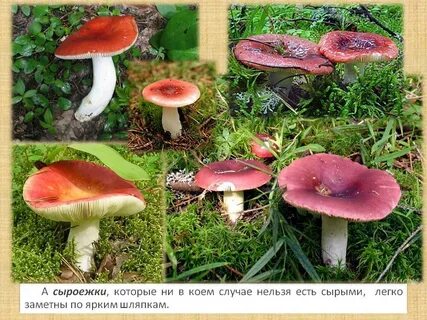 Ложные сыроежки как отличить от настоящего