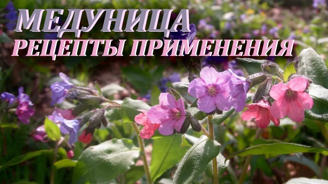 Медуница лекарственная для чего. Медуница трава лечебные. мучнистая роса на медунице. медуница тычинки. медуница профессор медуница.