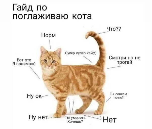 Как гладить кота. Где можно гладить кошта. как правильно гладить кошку. где можно гладить котиков.