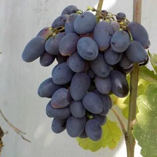 Сорт кодрянка виноград характеристики