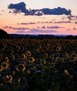 Ночное цветение подсолнухов