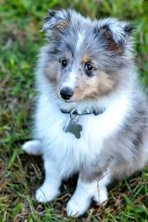 Beautiful Blue Merle Shetland Sheepdog: A Unique and Stunning Breed