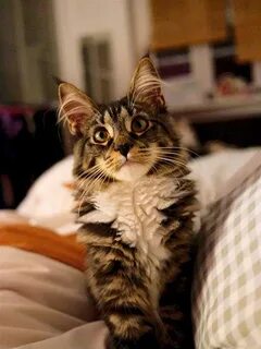 Смешные коты фото