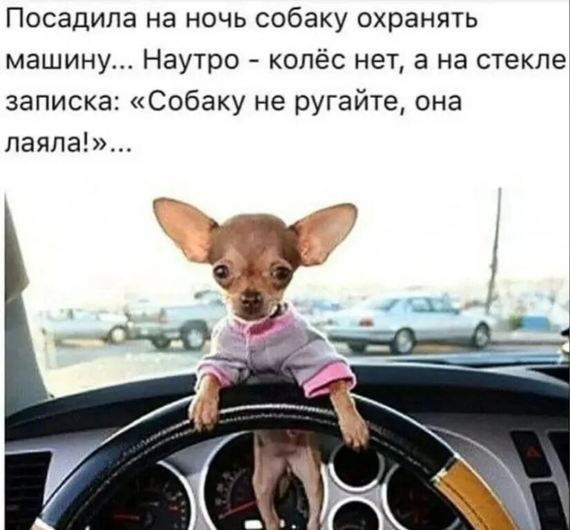 Мысли собачки