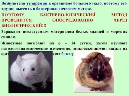 Туляремия возбудитель