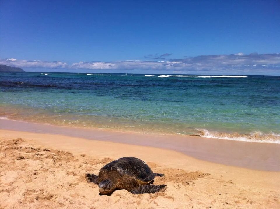 Пляж черепах на шри ланке