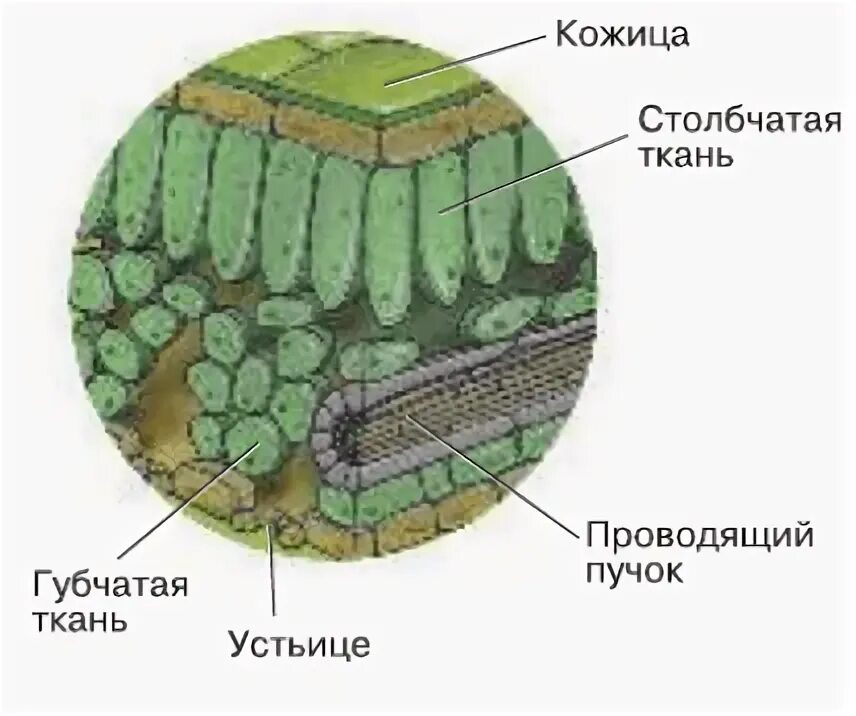 Тип ткани верхняя кожица. Кожица образована одним слоем клеток , пробка из мертвых 6 класс.