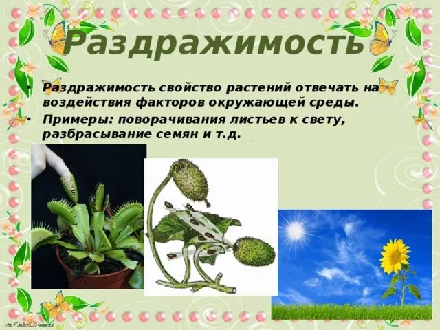 Примеры раздражимости у растений животных