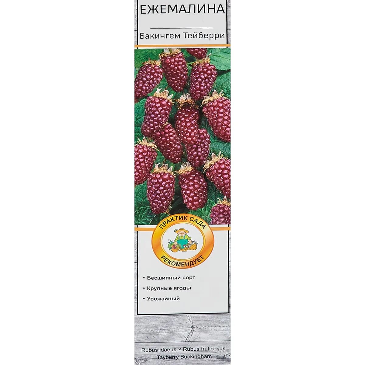 ежемалина букингем тайберри описание сорта фото отзывы. тайбери. ежевика тайберри (малино-ежевичный гибрид). ежемалина рубус. ежемалина (ежевика) бакингем тейберри.