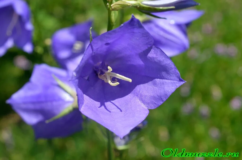 колокольчик персиколистный соцветие. луговые цветы белые колокольчики. колокол джако 414. мина колокольчик фото. колокольчик.