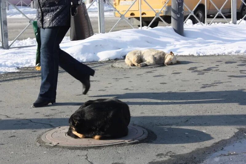 бездомные собаки в городе