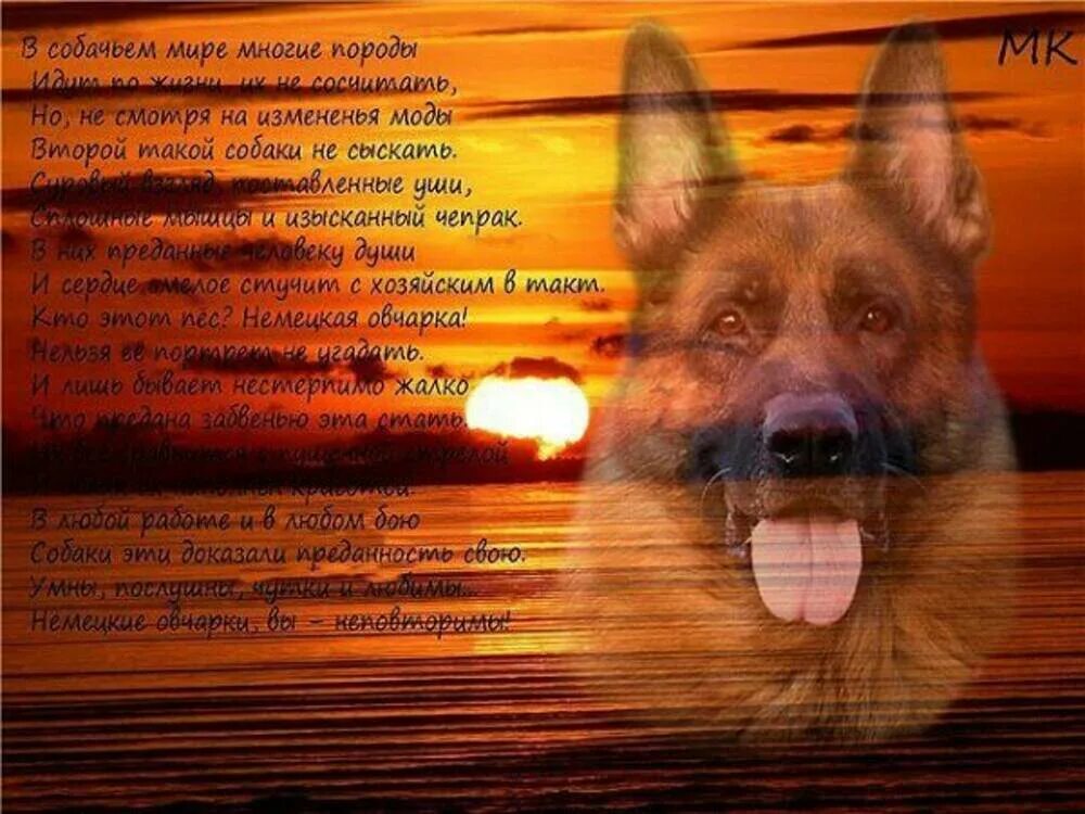 Собака ушла из жизни