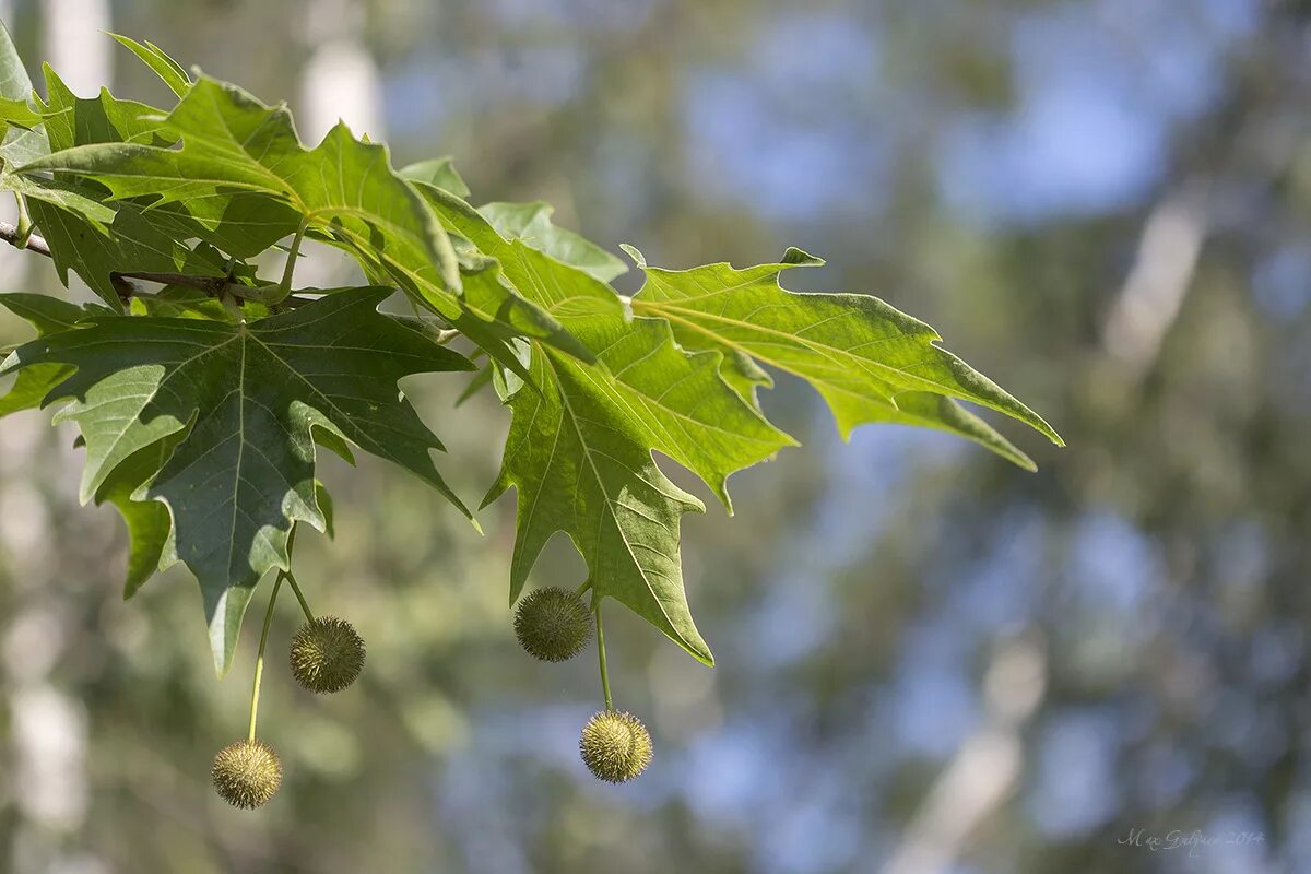 Что такое чинара. Platanus orientalis дерево. Платан Чинара дерево. Платан Восточный (Platanus orientalis). Платан кленолистный плоды.