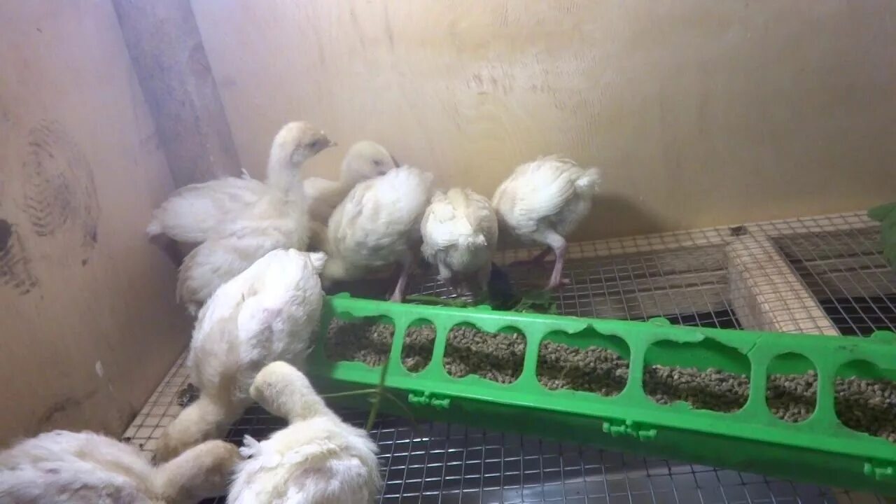 Биг - 6 индюшата недельные. Индюшата в 3 месяца. Индюшата хайбрид конвертер. Индюшата две недели. Индюшата подрощенные.