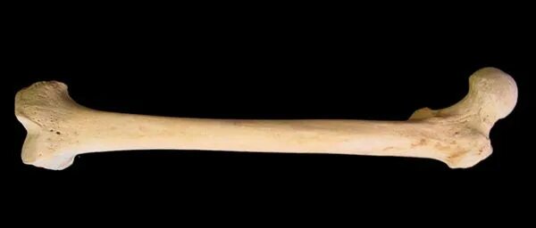 Кость в разрезе. Bones обложка. Кость без фона. Пенисовая кость. Bone began.