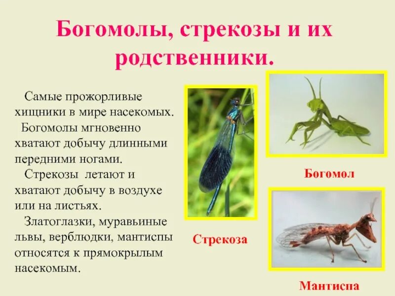 Сообщение богомолов. Хищные насекомые. Родственник Стрекозы. Богомол хищное насекомое. Хищные насекомые сообщение.