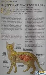 Строение внутренних органов кошки