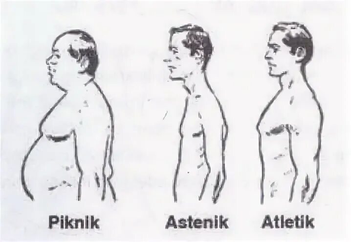 Пикник атлетик. Астеник Атлетик пикник. Типы Атлетик астеник пикник. Типы телосложения пикник астеник Атлетик. Астеник Тип личности.