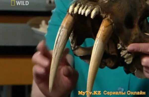 Клык саблезубого тигра. Зубы тигра.