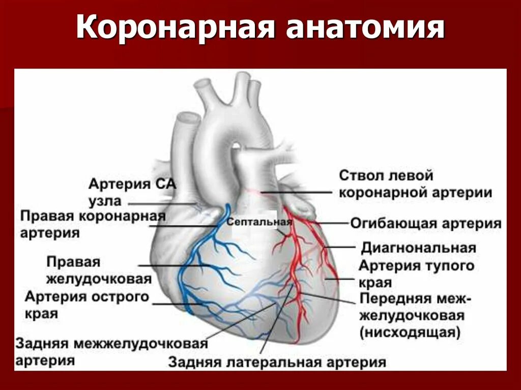 Коронарные артерии кровоснабжают. Межжелудочковая ветвь левой венечной артерии. Левая огибающая коронарная артерия. Коронарные артерии сердца схема анатомия. Коронарные и венечные сосуды сердца.