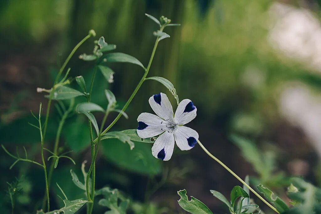 Пассифлора цветок фото. Калина,жасмин, сирень. Растение 6 букв 2 а. Растение 6 букв 2 а. Бодяк беловойлочный.