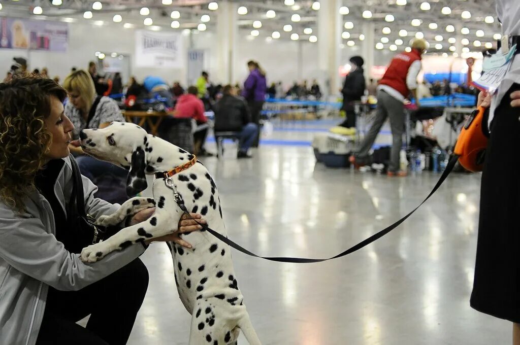 Выставки собак в москве в марте. Выставочные собаки. На выставке собак. Красивые собаки на выставке. Выставка собак Россия.