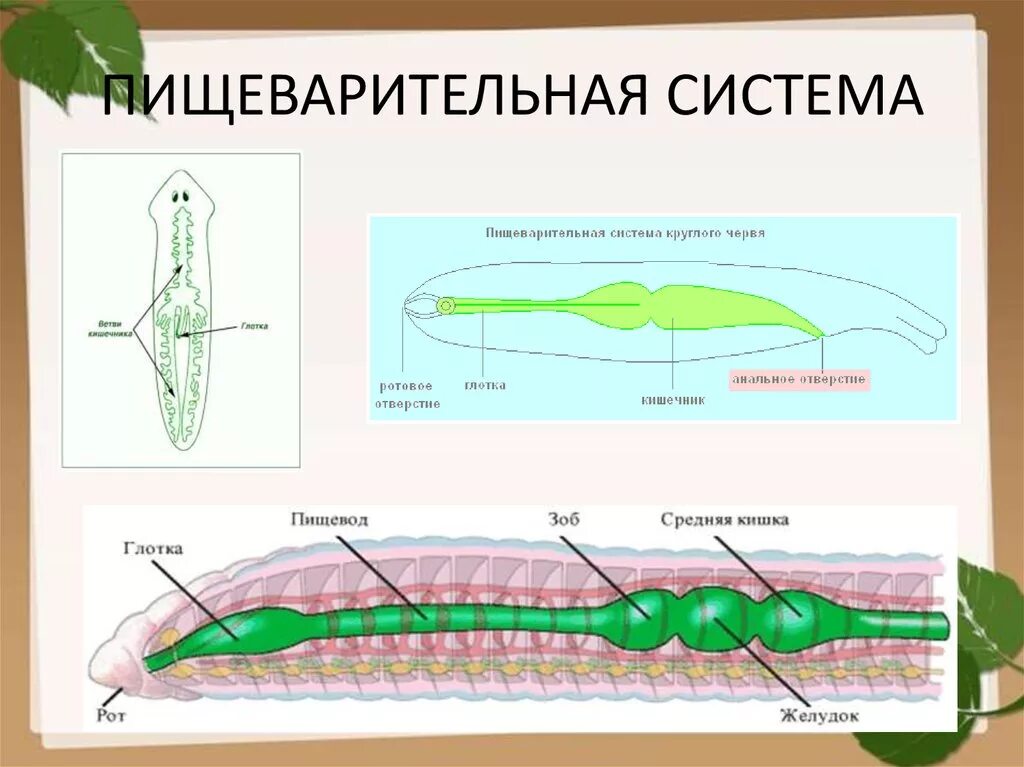 Тип круглые черви пищеварительная. Пищеварительная кольчатых червей 7 класс. Пищеварительная система кольчатых червей 7 класс. Отделы пищеварительной системы плоских червей. Строение пищеварительной системы плоских круглых и кольчатых червей.