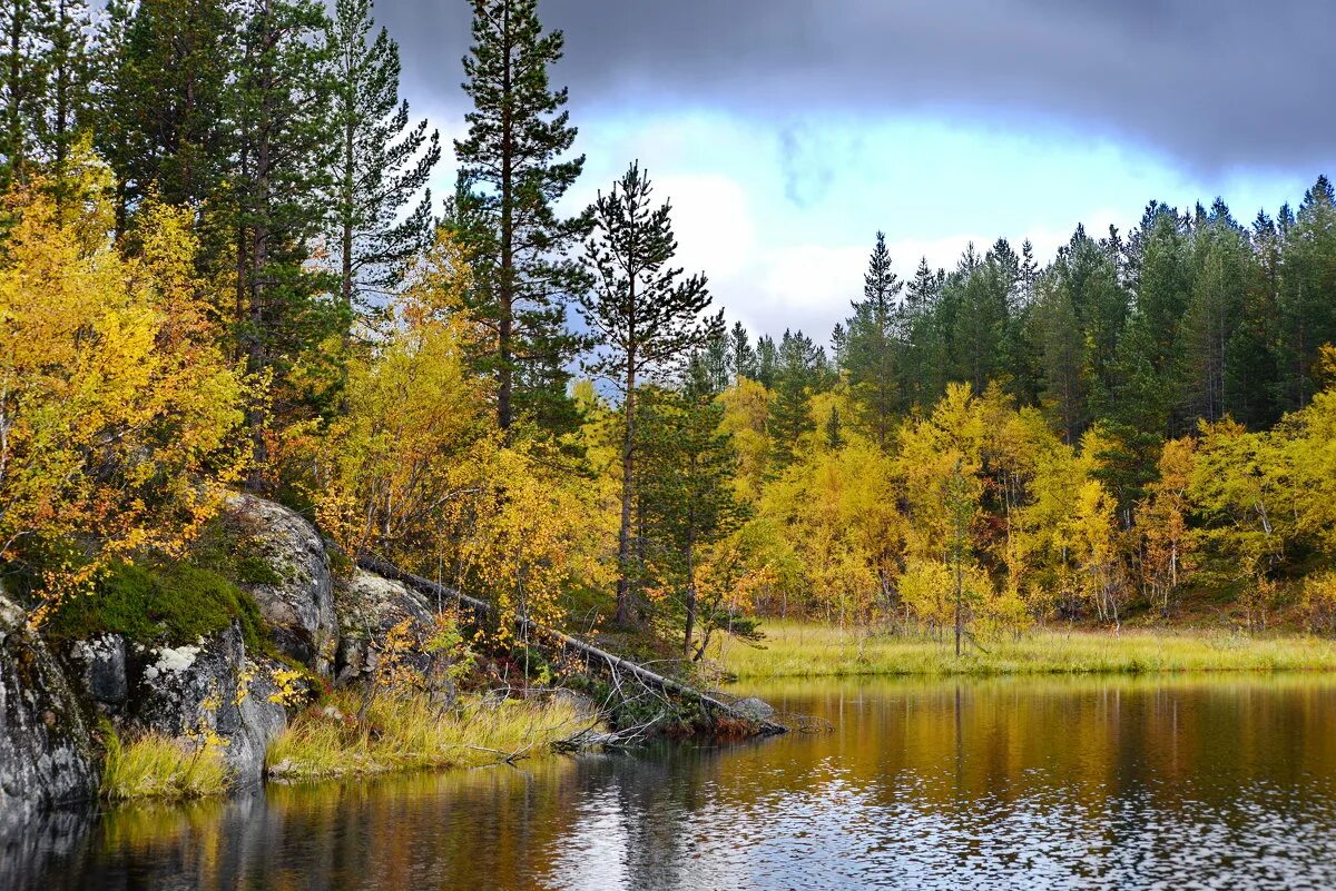 Заполярная природа словно. Заполярная Тайга. Осень в тайге. Дальневосточная Тайга осенью. Тайга фото.