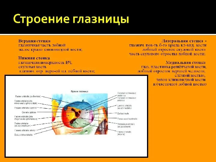 Левой глазницы. Строение латеральной стенки глазницы. Медиальная стенка глазницы. Кости образующие стенки глазницы. Костное строение орбиты.