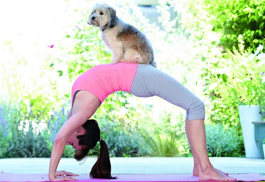 Дога йога. Собака йога. Дога йога с собакой. Гимнастические позы с собакой. Йога с животными