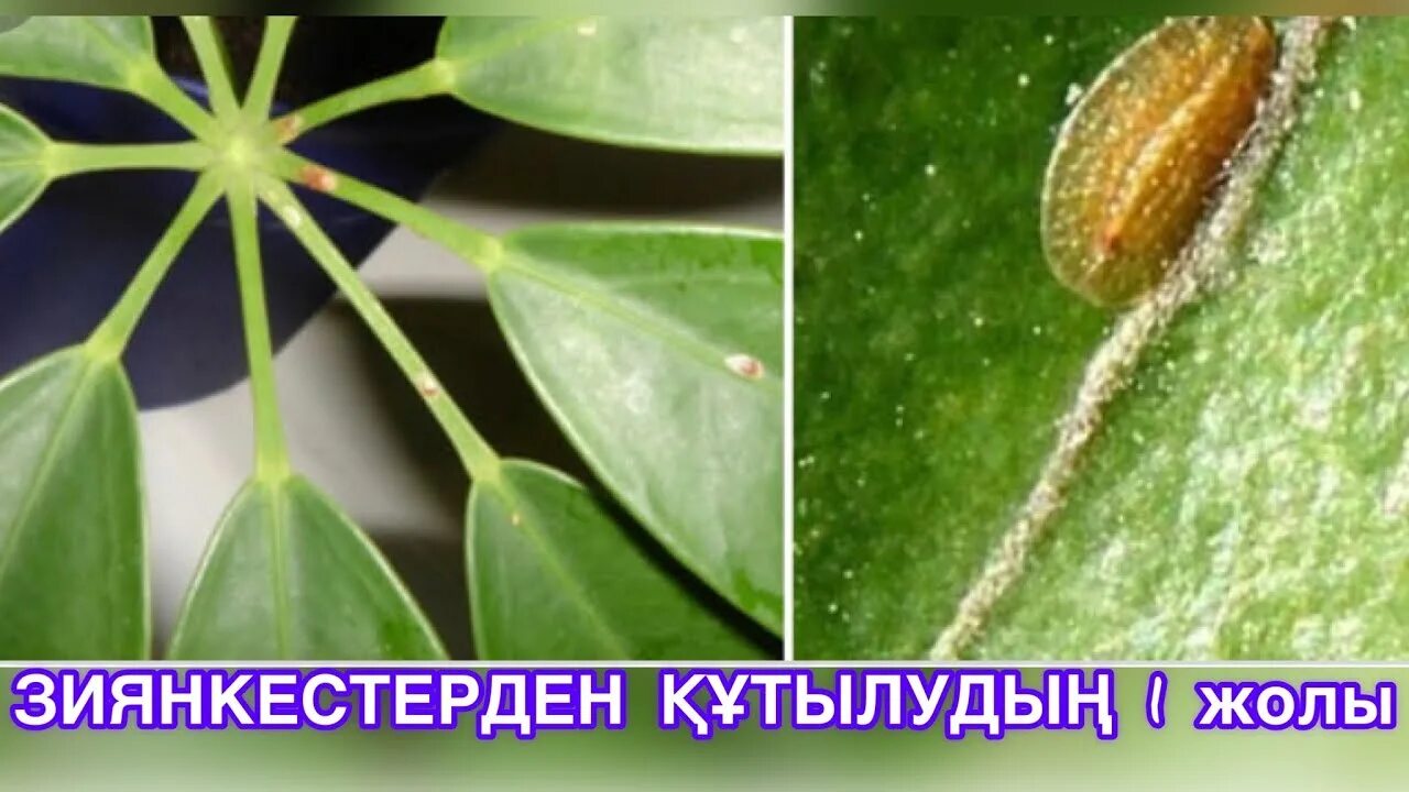 Как бороться с щитовкой на комнатных. Щитовка на комнатных растениях. щитовка и ложнощитовка. щитовка миндаль. инжировая восковая ложнощитовка.
