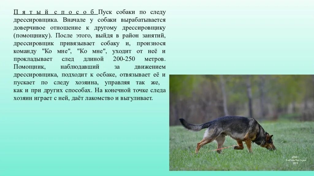 Розыскная собака идет по следу чью траекторию. Особенность подготовки собак по запаховому следу человека. следовая работа собаки. пуск собака. дневник следовой работы собаки.