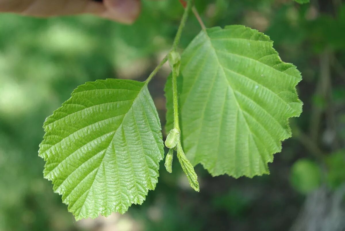 Ольха волосистая. Ольха пушистая (Alnus hirsuta). Ольха волосистая (Alnus hirsuta). Ольха серая Alnus incana.