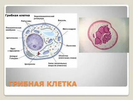 Гриб это клетка