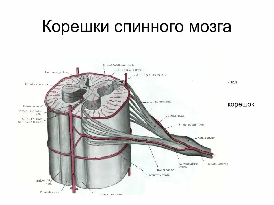 Входят в состав задних корешков спинного мозга. Анатомия Корешков спинного мозга. Задние корешки нервов спинного мозга. Спинномозговые нервы корешки. Нервные волокна передних Корешков спинного мозга.