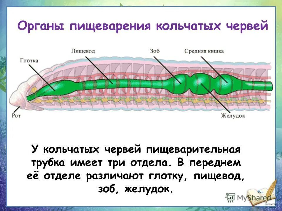 2 группы кольчатых червей. Отделы пищеварительной системы кольчатых червей. Строение пищеварительной системы кольчатых червей. Пищеварительная система кольчатых червей схема. Тип пищеварительной системы у кольчатых червей.