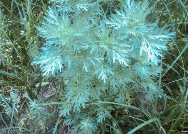 Синяя полынь. Полынь крымская (artemisia taurica). Синяя полынь. Синяя полынь. Полынь обыкновенная чернобыльник.
