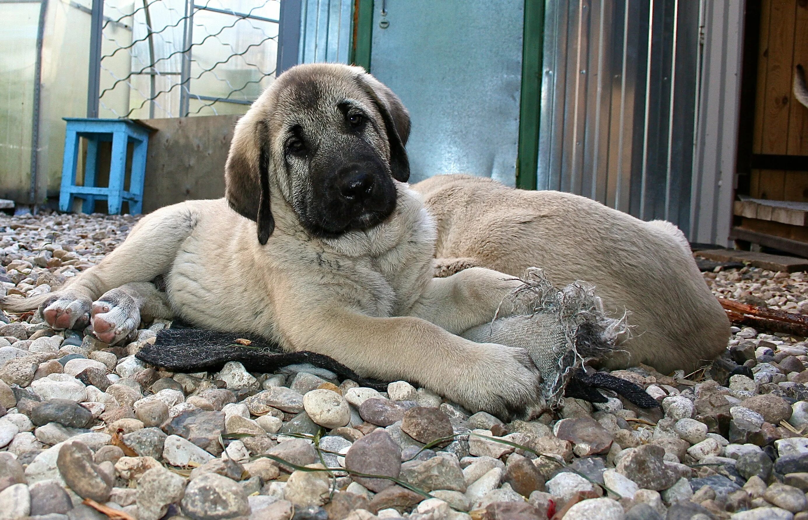 Калган собака. Турецкая овчарка кангал. Турецкая овчарка кангал. Порода турецкий кангал. Анатолийская овчарка кангал.