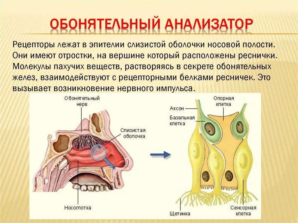 Обонятельный вкусовой орган. Обонятельный анализатор строение. Строение рецепторов обонятельного анализатора. Обонятельный анализатор 8 класс биология. Функции обонятельного анализатора 8 класс.