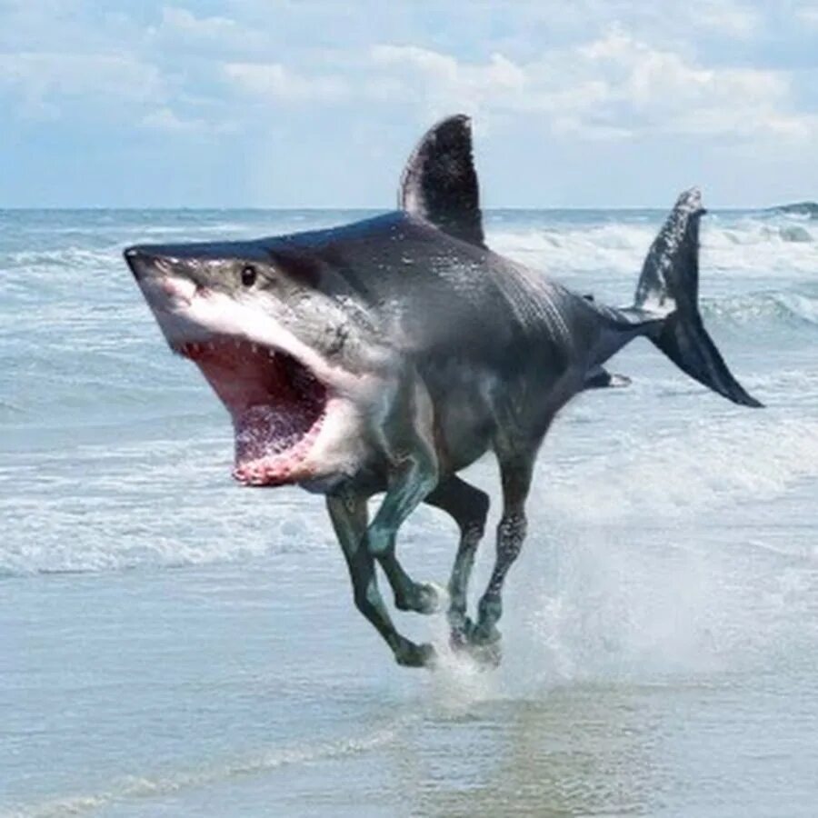 Включи акулы едят. Упоротая акула. Смешная акула.