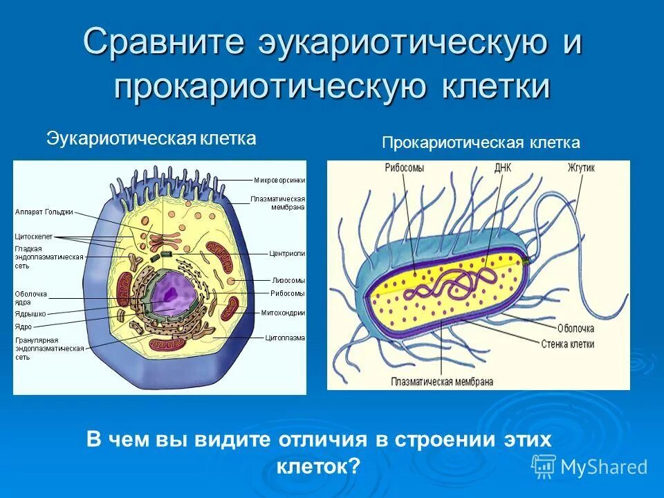 Бактерии эукариотические организмы. Строение эукариот эукариоты клеток. Строение клетки бактерий и эукариот. Эукариоты структуры эукариотической клетки. Строение бактерий эукариот.